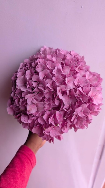 Hydrangea fresh cut